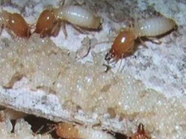 桂城白蚁防治公司在新房的装修上需要考虑实行白蚁防治吗？