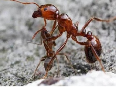 平洲杀白蚁公司厨房灭蚂蚁的7个小办法