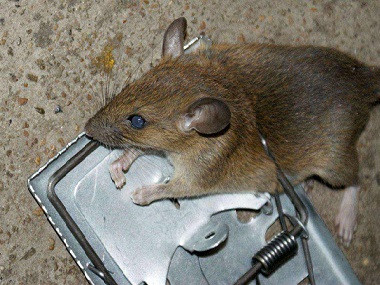 南海除四害公司厨房灭鼠如何放置灭鼠夹灭鼠工具