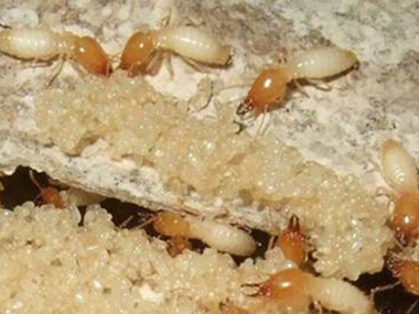 南海灭治白蚁公司白蚁的危害性为什么这么大