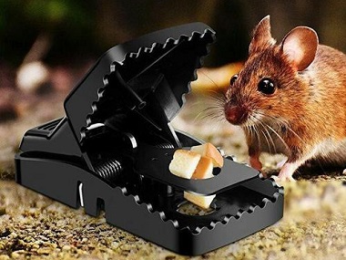 里水杀虫灭鼠所农家乐预防老鼠灭治老鼠的小知识
