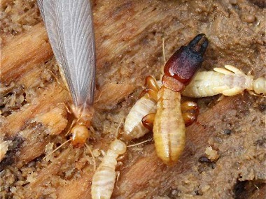 官窑防治白蚁公司白蚁危害主要有哪些方面