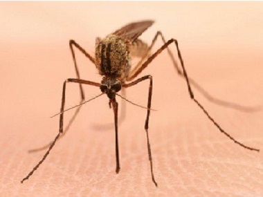 松岗四害消杀所分享4个方法告诉你如何灭治蚊子