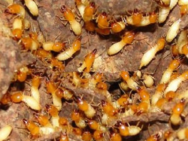 小塘杀灭白蚁所新建房屋应如何预防白蚁？