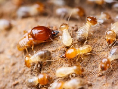 和顺白蚁防治所为什么房屋没白蚁还要做防白蚁处理