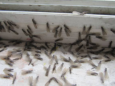 平洲预防白蚁站教你防治白蚁之后应该怎样预防