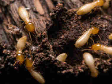 佛山白蚁防治公司白蚁与蚂蚁的主要区别是什么