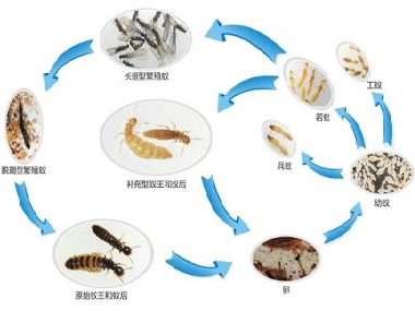 九江白蚁预防所——白蚁的生活习性是什么