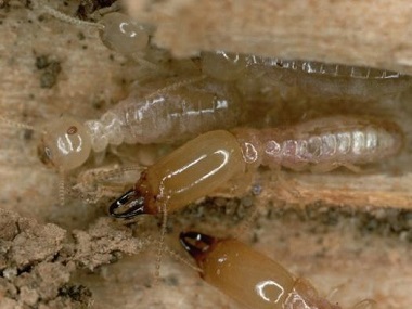 西樵白蚁备案公司专家发布白蚁的十大误区