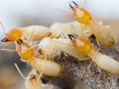 和顺消杀房屋白蚁站白蚁和蚂蚁一样吗？如何防治白蚁