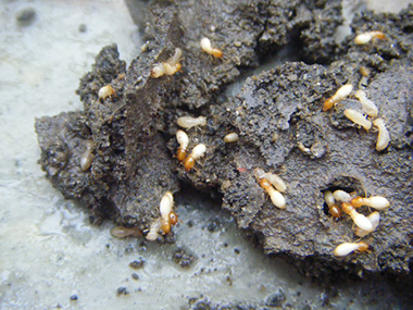 南海白蚁预防所如何区分白蚁和蚂蚁（繁衍蚁）