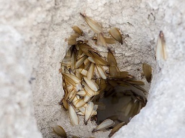 黄岐白蚁灭治机构告诉你找到白蚁的巢穴的方法