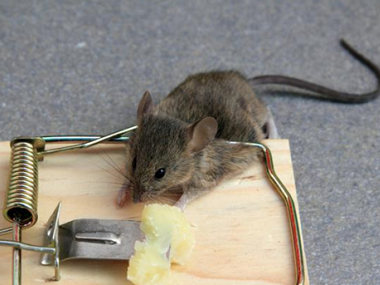 南海除虫灭鼠机构在厨房灭鼠如何布置灭鼠夹