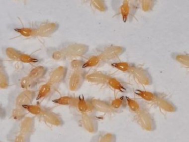 里水白蚁备案站常见且有效的白蚁灭治方法