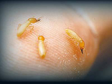 丹灶验收白蚁公司世界性的蛀木害虫——截头堆砂白蚁