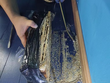 黄岐杀灭白蚁所快速区分散白蚁和家白蚁的方法