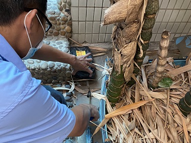 大沥验收白蚁机构白蚁灭治为什么要定期检查+反复消杀