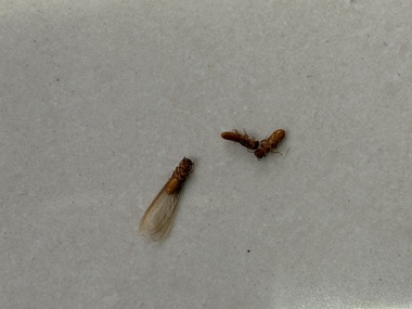 和顺白蚁预防所飞白蚁到底是什么？长什么样？